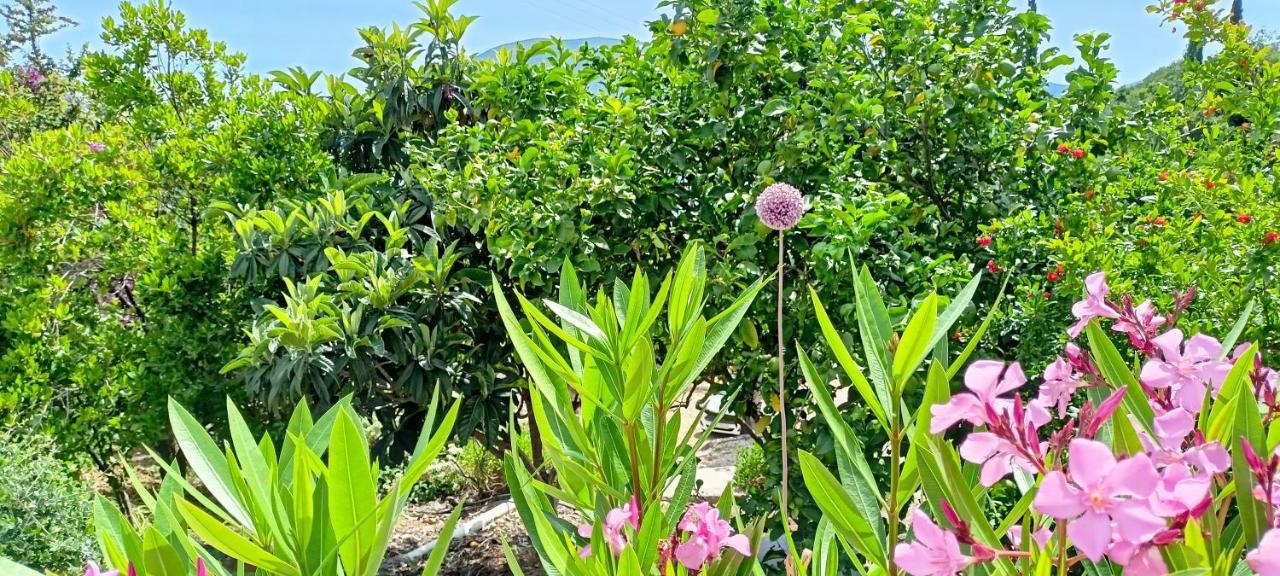 Kaminakia Apartments - Adults Only Policy - Delve Into This Little Oasis Where Peace And Quiet Reign Supreme - Sheltered By An Evergreen Cypress Forest - Offering A Large Swimming Pool Exclusively For Guests' Use And Breathtaking Sea Views From Every Fiskardo Extérieur photo